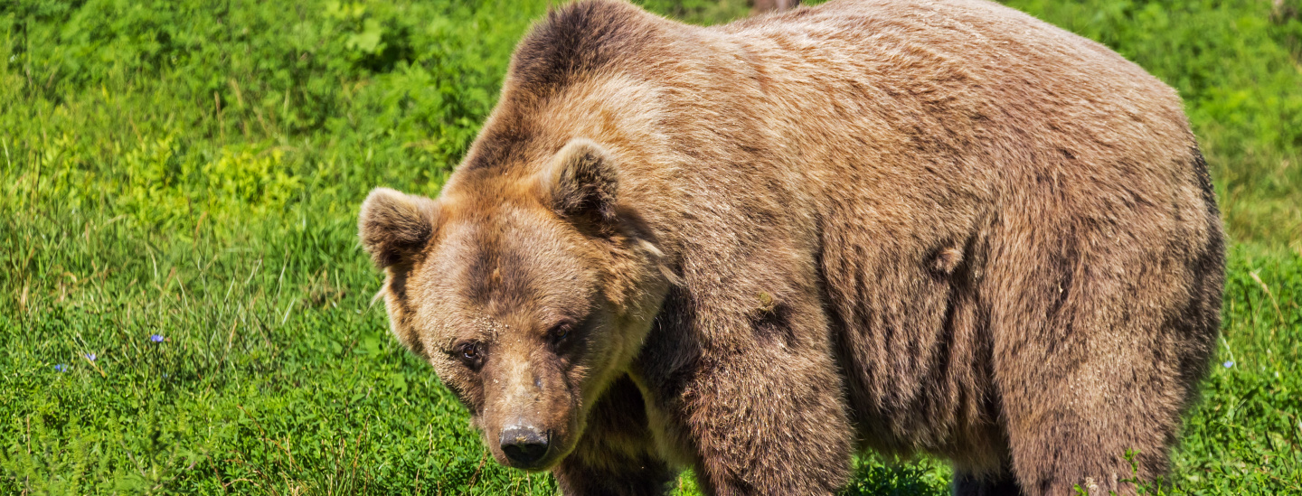 Orso bruno, Trentino