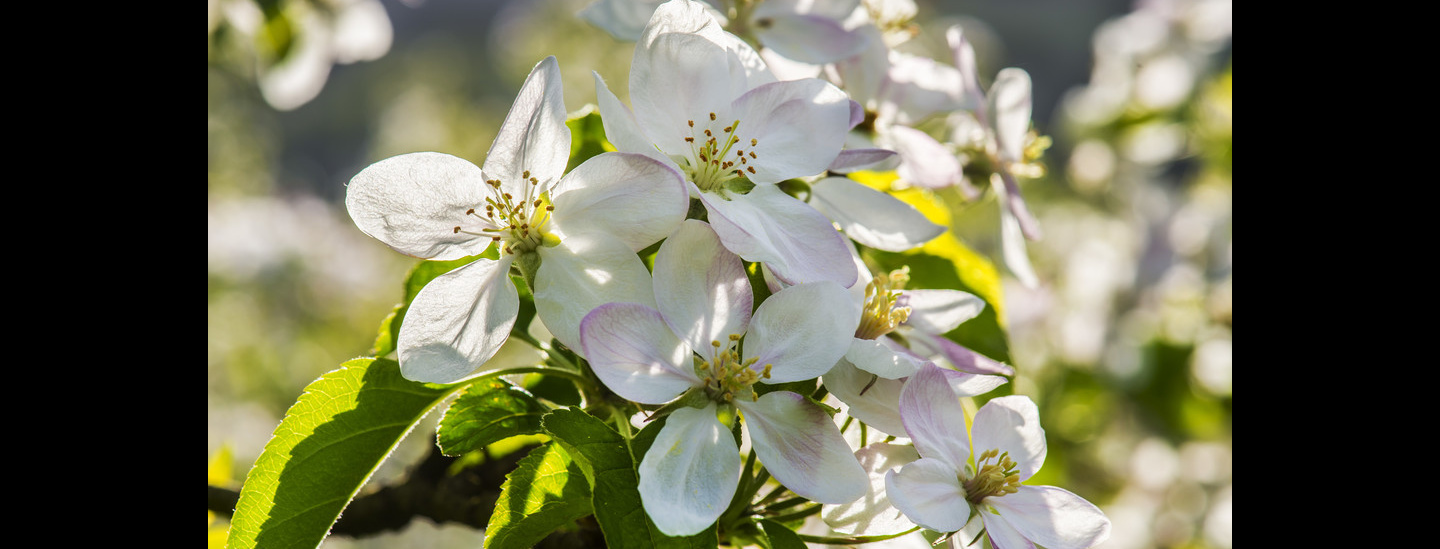 Apfelblüte