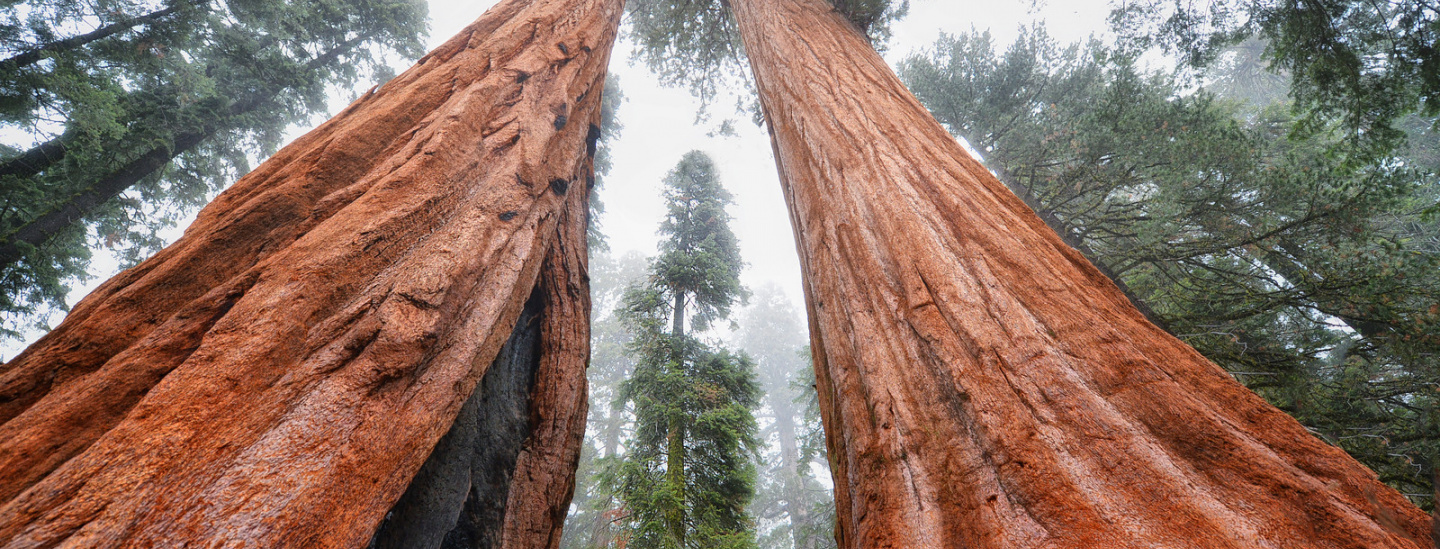 Sequoia